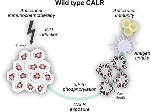 Figure 1. Surface-exposed calreticulin serves as an uptake signal for dendritic cells. Certain anticancer regimens induce T cell-dependent adaptive anticancer immunity via the initiation of immunogenic cell death (ICD). One of the apical hallmarks of ICD is a partial endoplasmic reticulum (ER) stress response that leads to the phosphorylation of eIF2α in the absence of other manifestations of the unfolded protein response. The resultant exposure of calreticulin (CALR) on the surface of dying cells facilitates their recognition by dendritic cells (DC) and thus enables tumor-associated antigen transfer culminating in adaptive anticancer immunity.