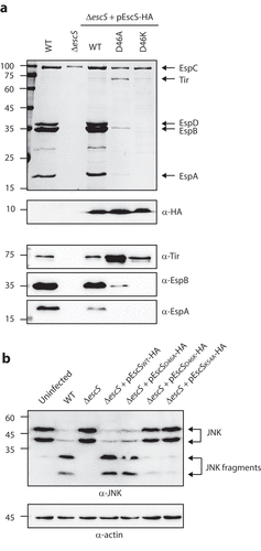 Figure 8. Point mutations of Asp46 in EscS result in impaired T3SS activity and regulation. (A) Protein secretion profiles of WT EPEC, ΔescS, and ΔescS expressing EscSwt-HA, EscSD46A-HA, or EscSD46K-HA. The secreted fractions were obtained using a protocol similar to that described in the legend to Figure 2. The expression of EscS-HA variants was determined by analyzing bacterial pellets on SDS-PAGE, followed by western blot analysis with an anti-HA antibody. The ΔescS strain expressing the WT EscS sequence (EscSwt-HA) restored T3S, while expression of EscS with a D46A point mutation resulted in dysregulated T3S, and expression of EscS with D46K abolished T3S. (B) Proteins extracted from HeLa cells infected with WT, ΔescS, or ΔescS expressing EscSwt-HA, EscSD46A-HA, EscSD46K-HA, or EscSK54A-HA were subjected to western blot analysis using anti-JNK and anti-actin (loading control) antibodies. JNK isoforms and their degradation fragments are indicated on the right of the gel