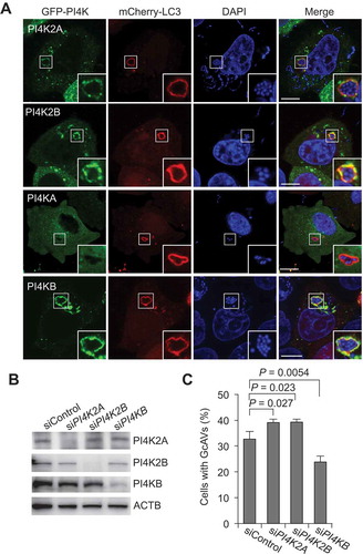 Figure 4. PI4KB is involved in GcAV formation. (a) HeLa cells expressing mCherry-LC3 and EmGFP-PI4Ks (PI4K2A, PI4K2B, PI4KA, or PI4KB) were infected with GAS for 4 h. Cells were fixed and stained with DAPI. Bars: 10 μm. (b) Immunoblot analysis of PI4K knockdown in HeLa cells. (c) HeLa cells transfected with mCherry-LC3 and the indicated siRNA were infected with GAS for 4 h. The percentages of cells with GcAVs were quantified. Data are the mean ± SD of 3 independent experiments (> 200 cells were analyzed per condition).