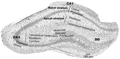 Figure 2. Cytoarchitecture of the dorsal hippocampus. Coronal photomicrograph which shows its areas and layers. The CA areas contain the pyramidal cell layers, an apical portion (which includes the stratum lucidum, radiatum, and lacunosum-moleculare), and basal portion (includes the stratum oriens). In dentate gyrus (DG), granular, molecular, and polymorphic strata are identified.