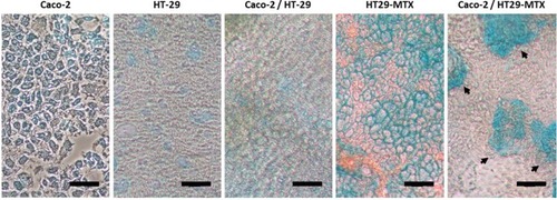 Figure 4 Optical microscopy images of single cultures of Caco-2, HT-29 and HT29-MTX, and co-cultures of Caco-2/HT-29 and Caco-2/HT29-MTX after 21 days of culture in Ibidi 8-well chamber µ-slides. The cells were stained with alcian blue to show the presence of mucus (black arrows). Scale bar: 20 µm.