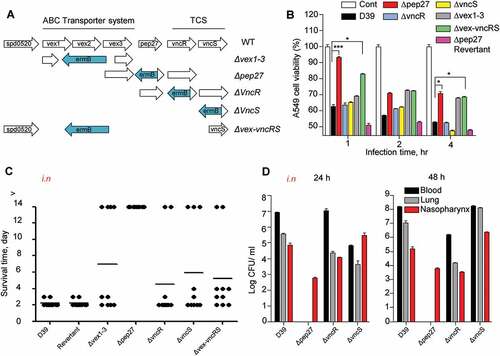 Figure 1. The necessity of Pep27 for virulence. (a) The target gene(s) were deleted and replaced by the erythromycin resistance cassette ermB in an orientation opposite to the direction of transcription by homologous recombination to prevent a polar effect. (b) A549 cells were infected with the mutants, and cytotoxicity was determined using the lactate dehydrogenase (LDH) assay. (c). Mice (CD1, n = 10 per group) were infected by the intranasal (i.n.) administration of 1–2 × 107 CFU of the WT D39 or its isogenic mutants, and the survival rates were determined. (d) The WT D39 and various isogenic mutants were infected by i.n. administration, and the number of viable cells was determined 24 or 48 h post-infection. Except (a), all the data are expressed as the mean ± standard error of mean (SEM) of 3 experiments performed in duplicate. *P < 0.05 (one-way ANOVA).