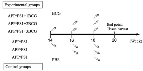 Figure 1. Experimental procedure. 3-month-old APP/PS1 mice were randomly divided into three pairs of mutually matched experimental and control groups. The experimental groups consisted of mice that were immunized with BCG once, twice, or three times and were named APP/PS1 + 1BCG, APP/PS1 + 2BCG, and APP/PS1 + 3BCG groups, respectively. The matched control groups were injected with PBS according to the same protocol as that for mice in the experimental groups. Mice in the APP/PS1 + 1BCG group were administered a single dose of the treatment at 18 weeks old. Those in the APP/PS1 + 2BCG group were administered a two-dose series of the treatment at 16 and 18 weeks, while those in the APP/PS1 + 3BCG group were administered a three-dose series at 14, 16, and 18 weeks. The control APP/PS1 mice were injected intradermally with 50 μL/mouse sterile PBS following the predetermined protocol. Two weeks after the last injection, the mice were anesthetized, and their tissue was harvested.