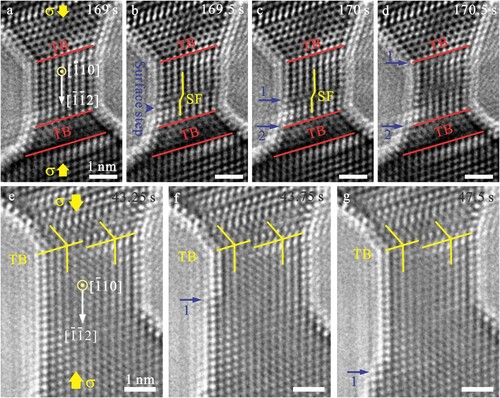 Figure 2. In situ TEM observation of partial-dislocation-slip-activated surface atom diffusion in a Ag nanocrystal. (a) A deformed Ag nanocrystal with an original diameter of 4.3 nm under [1¯1¯2] compression. Red lines represent twin boundaries. (b) Nucleation and propagation of a partial dislocation, leaving behind a stacking fault and a surface step with a height of one-third of an atomic layer. (c) Formation of two surface steps (steps 1 and 2) near the stacking fault site. (d) Migration of surface steps towards the nanocrystal end. (e) A deformed 4.3-nm Ag nanocrystal loaded along [1¯1¯2] direction. A surface step with a height of one-third of an atomic layer existed at the twin boundary. Yellow lines represent twin boundaries. (f) Formation of a one-atomic-layer step at the nanocrystal surface. (g) Step migration towards the nanocrystal end. All scale bars are 1 nm.