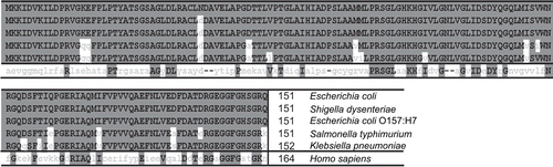 Figure 4.  Alignment of the sequences of isolated and putative dUTPases. The alignment was made using the Clustal W programCitation28 and compares the sequence of the E. coli dUTPase with that of the putative dUTPases of some pathogenic enterobacteria, as well as that of the human dUTPase. Lower-case gray residue symbols on a white background are used for positions non-homologous to the E. coli dUTPase. The human dUTPase, which shows less than 30% sequence homology with the E. coli form, nevertheless folds and assembles into a structure closely overlapping that of the E. coli enzyme, as well as other homotrimeric dUTPases.