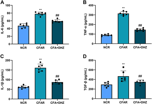 Figure 3 Effect of DHZ on serum (A) IL-6, (B) TNF-α, (C) IL-1β, and (D) TGF-β. Values are expressed as mean ± SD (n = 6), and analyzed by one-way ANOVA followed by Tukey’s multiple comparisons test. For comparison with NCR group: **p<0.05 and comparison with CFAR group: ##p<0.05.