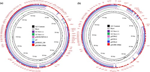 Figure 3. Genetic structure of plasmids that confer azithromycin resistance in Salmonella strain S1380. (a) Circular alignment of plasmid pS1380-118 kb in S. typhimurium strain S1380 with plasmids deposited in NCBI database including pST56-2 (CP050741), pST53-1 (CP050746), and pST90-2 (CP050736), using Blast Ring Image Generator (BRIG). (b) Circular alignment of plasmid and pS1380-135 kb in S. Typhimurium strain S1380 with plasmids deposited in NCBI database including pSMS35_130 (CP000971), p2 (LR890271), and pMUB-MIN12-1 (CP069658), using Blast Ring Image Generator (BRIG).