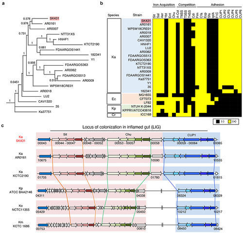 Figure 1. Characterization of K. aerogenes SK431 genome. (a) Phylogenetic tree of Ka SK431 and 18 reference Ka strains. (b) Presence of virulence-associated genes in indicated strains of Ka; Escherichia coli (Ec); K. pneumoniae (Kp); Citrobacter rodentium (Cr). The presence and absence of operon orthologues are indicated by yellow and black, respectively. (c) Schematic representation of the “locus of colonization in the inflamed gut” (LIG) virulence factors in SK431 and other Klebsiella strains. Syntenic regions and gene orthologues are indicated by the same arrows and background colors. The genes of uncharacterized proteins are shown in white arrows. Direction of arrows indicates the transcriptional direction. The locus numbers in gene-annotated genomes (GenBank accession numbers, CP028951, NC015663, 000364385, 900478285, 000240325 for Ka AR0161, Ka KCTC2190, Kp ATCC BA2146, Ko NTCC 11,355, Km KCTC1686, respectively) are indicated below the respective first and last genes of each syntenic region.