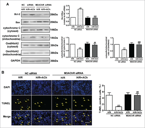 Figure 7. Knockdown of M3AChR abrogated the anti-apoptotic effect of ACh. (A) Representative immunoblots and quantitative analysis of the Bcl-2/Bax ratio, cytochrome C and the Omi/HtrA2 ratio after application of M3AChR/NC siRNA with or without ACh. (B) TUNEL-positive cells were enumerated after application of M3AChR/NC siRNA with or without ACh. Scale bar, 50 μm. The data expressed as mean ± SEM in each bar graph represent the average of 4 independent experiments. **P < 0.01 vs. NC siRNA group; ***P < 0.001 vs. NC siRNA group; ##P < 0.01 vs. ACh-treated NC siRNA group; ###P < 0.001 vs. ACh-treated NC siRNA group.