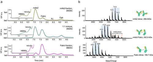 Figure 5. Characterization of three mAb2 stability samples containing Fab/c fragments after three-month incubation at 25°C by the SEC-UV-native MS method. a) SEC chromatograms of mAb2 fraction, 1:1 mixture and Fab/c fraction; insert panel: enlarged area to display the HMW peaks; b) Mass spectra of detected dimer species under the HMW peak; deconvoluted masses and cartoon illustrated identifications are shown on the right side; the charge states labeled and highlighted in blue of each dimer species were used for the construction of XICs and peak area calculation; the charge states highlighted in orange were interference peaks from mAb2 dimer.