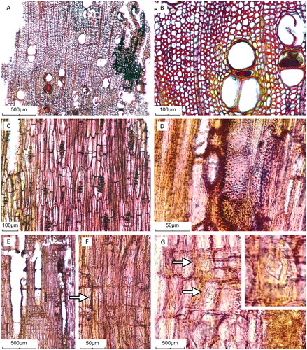 Figure 3. Microscopic sections of Berlin tablet wood sample: (A–B) transverse sections showing the lack of growth rings, diffuse porosity, thin- to thick-walled fibers, deposits in vessels, diffuse-in-aggregates, diffuse and vasicentric axial parenchyma; (C–D) tangential sections with storied fibers, axial parenchyma strands and narrow rays (panel C) and lateral wall of a vessel element with alternate pitting (panel D); (E–G) radial sections showing short vessel elements apparently with simple perforation plates on transverse end walls as well as the rays with procumbent, square (occasionally upright) and tile cells in their composition. A row of possible Pterospermum-type tile cells is indicated with an arrow in panel F. Prismatic crystals in square and upright ray cells are indicated with arrows and a close-up image in panel (G).