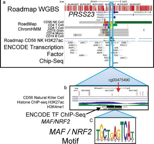 Figure 4. PRSS23 genome browser view.a. Tracks defined from top:Roadmap Epigenome Project Whole Genome Bisulphite Sequencing shows methylation level of each CpG in region.Refseq genes display three mRNA isoforms.CpG island is marked in green.Roadmap Chromatin HMM model for 6 cell types indicates only Natural Killer cells express PRSS23 in blood.ChromHMM code: Red = open chromatin; yellow = active enhancer; Green = active transcription; purple = poised promoter; grey = repressed, closed chromatin.NK Cell H3K27ac ChIP-seqENCODE Transcription Factor ChIP-seqb. Cg004755490 indicated in enhancer region defined by H3K27ac and H3K4me1 histone ChIP-seq in NK cells as determined by Roadmap project. ENCODE transcription factor ChIP-seq for small MAF proteins (binding partners of NRF2).c. Small MAF/NRF2 binding motif located within ChIP-seq peak.