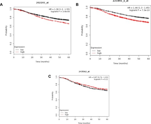 Figure 5 Kaplan-Meier survival analysis of human patients (n=3951) with invasive breast cancer divided into two groups based on the expression level of HSPA8 (A), BLVRB (B), and KING1 (C). Log rank test P-value is displayed. HR, hazard ratio.