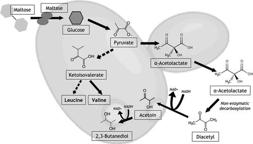 Figure 1. Formation and subsequent reduction of diacetyl during the anaerobic pathway of fermentation. Pyruvate from glucose is also the substrate for the biosynthesis of the amino acids valine and leucine. Dotted arrows signify several intermediate steps in this pathway.