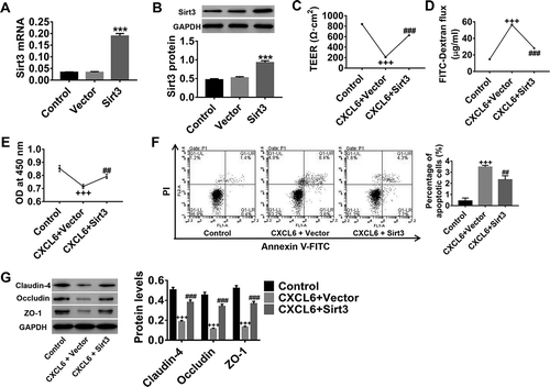 Figure 6. CXCL6-regulated IRI-induced HBMECpermeability and apoptosis may act by modulating Sirt3 expression. (a and b) The upregulation efficiency of Sirt3 lentivirus on Sirt3 expression in HBMECs was determined. HBMECs were treated with medium, 10 ng/ml CXCL6 recombinant proteins+vector, or 10 ng/ml of CXCL6 recombinant proteins+Sirt3. (c and d) TEER and FITC leakage assays were performed to analyze HBMECpermeability. (e and f) The proliferation and apoptosis of HBMECs were evaluated. (g) Claudin-4, occludin, and ZO-1 protein levels were determined. All graphs are shown as mean ± SD with three repeated experiments.***P < .001 compared with vector, +++P < .001 compared with control, ##P < .01 and ###P < .001 compared with CXCL6+ vector