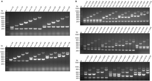 Figure 2 Multiplex PCR detection of two (A) or three (B) mcr genes. Different mixtures of double or triple plasmid DNA carrying a single mcr gene were used as templates. M indicates the molecular size marker.