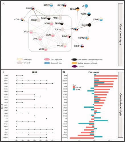 Figure 3. Gene network and quantitative analysis of moderate-dose radiation study. (A) 24 genes were subjected to network analysis for the moderate dose groups. The color of nodes represents the pathway associated with each gene. The strength of the connection was shown by the thickness of the edges. Genes were grouped with similar colors together in order to visualize AEs. (B) The studies from Ding et al. (Citation2013) (GSE44282) and Ghandhi et al. (Citation2011) (GSE21059) were applied for quantitative analysis. The graph shows the intersection of each gene among the 7 AEs. The dots correspond to AE hit by genes: AE1 cell cycle; AE2 DNA replication; AE3 DNA repair; AE4 TP53-mediated transcriptional regulation; AE5 cellular responses to stimuli; AE6 immune system responses; AE7 disease (C) shows the fold change level of genes at moderate doses (0.5Gy alpha particle and 1Gy gamma ray) at 24 hours post-irradiation.