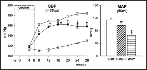 Figure 4 Systolic blood pressure (A) in control SHR (open circles; n = 24) and SHRcitr (closed circles; n = 16) and WKY (triangles; n = 9).Citation46 WKY was lower than SHR from 8 weeks onwards (p < 0.001). Mean arterial pressure (MAP) at 50 weeks of age (B) in SHR (open bars), SHRcitr (diagonally striped bars) and WKY (striped bars). †p < 0.05, #p < 0.001 vs. SHR.