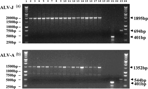 Figure 3. Amplification of ALV-J and ALV-A envelope sequences. The 16 samples identified as having dual infections of ALV-J and ALV-A were amplified with primers designed to specifically amplify the envelope sequences for both ALV-J (J5′/J3′) and ALV-A (EnvAF/A3′). 3a: Dual infected samples subject to ALV-J envelope specific PCR using the primers J5′ and J3′: lane 1, 1 kb ladder; lane 2, ALV-J-positive control; lane 3 to lane 18, 16 dual infected samples (J5′/J3′); lane 19, PCR negative control (J5′/J3′); lane 20, tissue culture negative control (J5′/J3′); lane 21, tissue culture negative control (Baf/Bar); lane 22, ALV-A control (J5′/J3′); lane 23, ALV-A-positive control (H5/EnvA); lane 24, 1 kb ladder. 3b: Dual infected samples subject to ALV-A envelope specific PCR using the primers EnvAF and A3′: lane 1, 1 kb ladder; lane 2, ALV-A-positive control; lane 3 to lane 18, 16 dual infected samples (EnvAF/A3′); lane 19, PCR negative control (EnvAF/A3′); lane 20, tissue culture negative control (EnvAF/A3′); lane 21, tissue culture negative control (Baf/Bar); lane 22, ALV-J control (EnvAF/A3′); lane 23, ALV-J control (H5/H7b); lane 24, 1 kb ladder.