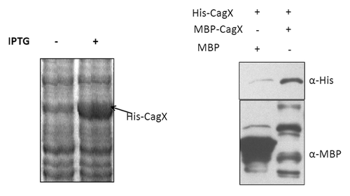 Figure 7. SDS PAGE showing expression profile of recombinant CagX protein conjugated with 6-His at C-terminal (left). Western blot (right panel) of MBP pull-down sample showing CagX oligomerization. Recombinant MBP tagged CagX and poly-histidine tagged CagX were mixed and subjected to pull-down analysis. MBP was used as negative control. Anti- MBP and Anti-His antibody was used to probe the pull down sample. MBP and histidine tagged proteins are indicated along with antibodies used.