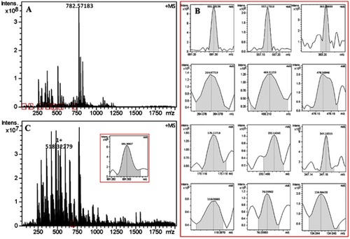 Figure 11 FT(+)-MS spectrum of the extract of the homogenate of tumor tissue and blood of S180 mice treated with 8.4 μmol/kg/day of RGDV-gemcitabine. (A) FT(+)-MS spectrum of the extract of the homogenate of the tumor tissue; (B) locally amplified spectra of Arg-Gly-Asp-Val plus H at 468.2117, Arg-Gly-Asp plus H at 347.1631, Arg-Gly plus H at 232.1424, Arg plus H at 175.1176, Gly plus H at 76.0396, Asp plus H at 134.0443, Val plus H at 118.0868, RGDV-gemcitabine plus H at 691.3013, GDV-gemcitabine plus Na at 557.1737, DV-gemcitabine plus H at 478.1694, V-gemcitabine plus H at 363.2060 and gemcitabine plus H at 264.0771; (C) FT(+)-MS spectrum of the extract of the homogenate of the blood and amplified spectrum of RGDV-gemcitabine plus H at 691.3002.Abbreviations: RGDV-gemcitabine, 4-[Arg-Gly-Asp-Val-amino-1-[3,3-difluoro-4-hydroxy-5- (hydroxylme-thyl)oxolan-2-yl]pyrimidin-2-one; GDV-gemcitabine, 4-[Gly-Asp-Val-amino-1-[3,3-difluoro-4-hydroxy-5-(hydroxylme-thyl)oxolan-2-yl]pyrimidin-2-one; DV-gemcitabine, 4-[Arg-Gly-Asp-Val-amino-1-[3,3-difluoro-4- hydroxy-5-(hydroxylme-thyl)oxolan-2-yl]pyrimidin-2-one.