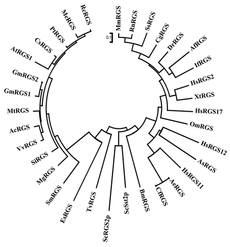 Figure 1. Evolutionary relationship analysis of RGS proteins. Phylogenetic analysis of RGS proteins was performed with the RGS domain protein sequences from Glycine max (GmRGS, Glyma18 g01490.1 and GmRGS2, Glyma11g37540.1); Arabidopsis thaliana (AtRGS1, NP_189238); Ricinus communis (RcRGS, 29929.m004761); Manihot esculenta (MeRGS, cassava4.1_006961 min); Populus trichocarpa (PtRGS, POPTR_0008s18180.1); Citrus sinensis (CsRGS, Orange1.1g018201 min); Medicago truncatula (MtRGS, Medtr3g102890.1); Aquilegia coerulea (AcRGS, Aquca_056_00079.1); Vitis vinifera (VvRGS, GSVIVT01010292001); Setaria italica (SiRGS, Si031119 min); Mimulus guttatus (MgRGS, mgv1a005744 min); Selaginella moellendorffii (SmRGS, XP_002978651); Ectocarpus siliculosus (EsRGS, CBJ31534); Trichomonas vaginalis (TvRGS, XP_001311154); Saccharomyces cerevisiae (ScRGS2p, NP_014750 and Sst2p, NP_013557); Homo sapiens (HsRGS17, Q9UGC6; HsRGS2, CAG33691; HsRGS11, O94810 and HsRGS12, AAC39835); Brugia malayi (BmRGS, XP_001897289); Danio rerio (DrRGS, AAI54781); Xenopus tropicalis (XtRGS, NP_989295); Mus musculus (MmRGS, NP_075019); Rattus norvegicus (RnRGS, EDM09596); Anoplopoma fimbria (AfRGS, ACQ58658); Ascaris suum (AsRGS, ADY48881); Osmerus mordax (OmRGS, ACO09333); Ictalurus furcatus (IfRGS, ADO27836); Cricetulus griseus (CgRGS, EGW06162); Sus scrofa (SsRGS, NP_001230822); Acromyrmex echinatior (AeRGS, EGI69832); Camponotus floridanus (CfRGS, EFN71926) using the MEGA4.0 program (www.megasoftware.net/mega.html). The figure shows a non-rooted, bootstrap consensus plot, generated using the Neighbor-Joining method.