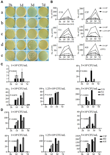 Figure 3 (A) Fungal burden at different times of the strain C1S showed that the fungal load was not high when sampling at 2 h, but on the 1st or 3rd day, the number of high-concentration spores injected into the SDA plate showed more yeast-like colonies. On the 7th day, fungal burden was not observed on the SDA plate. (B and C) C. albicans (C1S, 511 and 166) and C. tropicalis (C2F, 402 and 418) had the same trend as C1S.