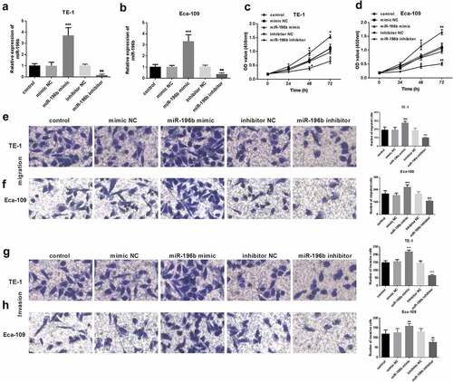 Figure 3. Proliferation of TE-1 and Eca-109 cells was facilitated or suppressed after the upregulation or downregulation of miR-196b compared to untreated cells. (a) and (b) expression level of miR-196b was determined in TE-1 and Eca-109 cells by qRT-PCR after transfection with miR-196b mimic, inhibitor, or NCs. (c) and (d) proliferative capacity of TE-1 and Eca-109 cells were measured by CCK-8. (e) and (f) Migratory ability of TE-1 and Eca-109 cells were measured by transwell assay (magnification 200×). (g) and (h) Invasive ability of TE-1 and Eca-109 cells were measured by transwell assay (magnification 200×). The above analysis was performed using one-way ANOVA by graphpad prism software. *P < 0.05, ***P < 0.001