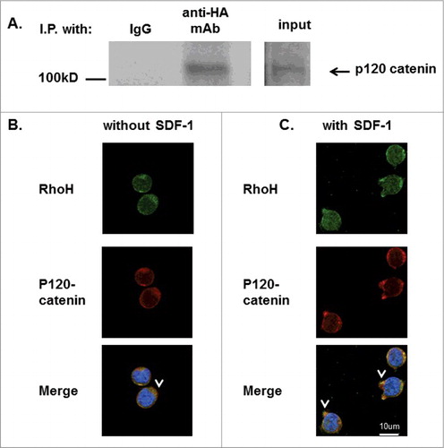 Figure 6. RhoH and P120 catenin co-localize in Jurkat cells. (A) Immunoprecipitation of HA-RhoH and the p120 catenin complex. Jurkat cells transduced with retroviral vectors expressing HA-RhoH-IRES-YFP were subjected to immunoprecipitation with anti-HA monoclonal antibody and analyzed by immune blotting with anti-p120 catenin monoclonal antibody. IgG control is shown in left lane. Position of p120 catenin in right lane is noted by arrowhead. Size marker is shown on the left. This result is representative of 3 independent experiments. (B) Co-localization of RhoH and p120 catenin in Jurkat cells. Jurkat cells were fixed and stained with polyclonal anti-RhoH antibody (green), monoclonal anti-p120 catenin antibody (red) and nuclear staining with DAPI (blue). Arrowheads indicate co-localization readily apparent in the cytosol and at the membrane. Cell Images were captured by Zeiss LSM 700 Laser Scanning Confocal-Microscope with 63X magnification and processed by ZEN software (Zeiss). Mouse IgG and rabbit IgG were used as negative controls respectively and showed no signals (data not shown). (C) Co-localization of RhoH and p120 catenin at cell protrusion sites after SDF-1 stimulation in Jurkat cells. Jurkat cells were stimulated with SDF-1 (200 ng/ml) for 2 minutes, fixed and stained with polyclonal anti-RhoH antibody (green), monoclonal anti-p120 catenin antibody (red) and nuclear staining with DAPI (blue). Arrowheads indicate co-localization of RhoH and p120 catenin in cytosol and at areas of cell protrusion. SDF-1 induced cell protrusion stractures (arrowhead) were observed in Figure 5C that is not observed in Figure 5B. Cell Images were captured by Zeiss LSM 700 Laser Scanning Confocal-Microscope with 63X magnification and processed by ZEN software (Zeiss). Mouse IgG and rabbit IgG were used as negative controls respectively and showed no signals (data not shown).