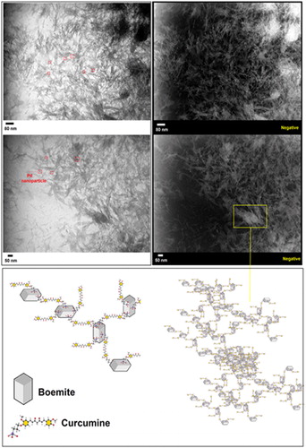 Figure 5. TEM images of BNPs@Cur-Pd nanocatalyst.