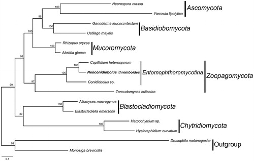 Figure 1. The phylogenetic tree of 14 fungal taxa constructed by maximum likelihood algorithm based on 14 translated mitochondrial proteins. These proteins include oxidase subunits (Cox1, 2, and 3), the apocytochrome b (Cob), ATP synthase subunits (Atp6, Atp8, and Atp9), NADH dehydrogenase subunits (Nad1, 2, 3, 4, 5, 6, and Nad4L). Along with the mitogenome of Neoconidiobolus thromboides, other 13 fungal mitogenomes were used in this phylogenetic analysis: Absidia glauca (NC_036158), Allomyces macrogynus (NC_001715), Blastocladiella emersonii (NC_011360), Capillidium heterosporum (NC_040967), Conidiobolus sp. (MN_640580), Ganoderma leucocontextum (NC_037937), Harpochytrium sp. (NC_004623), Hyaloraphidium curvatum (NC_003048), Neurospora crassa (NC_026614), Rhizopus oryzae (NC_006836), Ustilago maydis (NC_008368), Yarrowia lipolytica (NC_002659), and Zancudomyces culisetae (NC_006837). Besides, Drosophila melanogaster (NC_024511) and Monosiga brevicollis (NC_004309) were served as outgroups. Maximum-likelihood bootstrap values (500 replicates) of each clade are indicated along branches. Scale bar indicates substitutions per site.