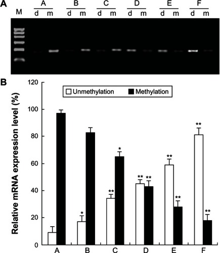 Figure 5 Effect of 5-Aza-CdR on RUNX3 demethylation in MCF-7 cells. MCF-7 cells were treated with various concentrations of 5-Aza-CdR (0.4, 1.6, 6.4, 25.6, and 102.4 μmol/L) for 48 hours, and then RUNX3 methylation was identified by MSP assay. This assay was done in triplicate. (A) RUNX3 methylation in each group. (B) Relative expression level of RUNX3 methylation. A = Control group; B = 0.4 μmol/L 5-Aza-CdR group; C = 1.6 μmol/L 5-Aza-CdR group; D = 6.4 μmol/L 5-Aza-CdR group; E = 25.6 μmol/L 5-Aza-CdR group; F = 102.4 μmol/L 5-Aza-CdR group.