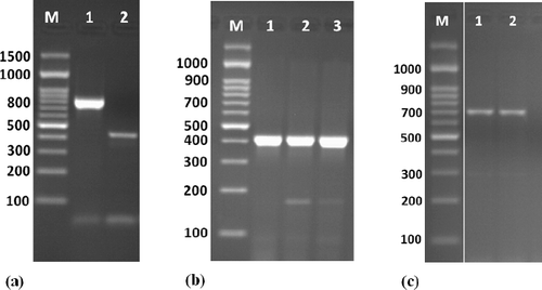 Figure 2. Amplification of some specific genes producing in Enterococcus isolates. (a) VanC-1 and VanC-2 genes specific for E. gallinarum and E. casseliflavus on isolates E8 and E9 by single PCR with size about of 822 and 439 bp, respectively. (b) Erm(B) gene specific for erythromycin resistance on isolates E6, E8 and E10 E9 by single PCR with size about of 405 bp. (c) Tet(L) gene specific for tetracycline resistance on isolates E8 and E10 E9 by single PCR with size about of 696 bp. First lane on each panel is 100 bp molecular weight markers.
