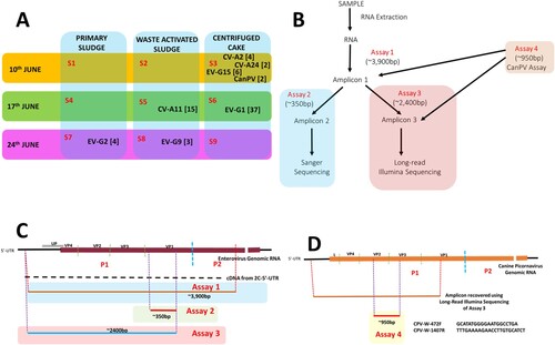 Figure 1. (A) Virus types detected in this study. S1-S9 refer to Samples 1-9. Numbers in bracket refer to the number of variants per virus type. (B) Schematic representation of the workflow used in this study, (C) EV genomic region amplified by Assays 1, 2 and 3, respectively (D) and CanPV genomic region recovered by long-read Illumina sequencing of amplicon from assay 3 and amplified by assay 4.