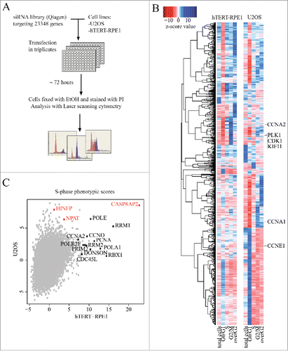 Figure 1. Genome-wide RNAi screen comparing normal and tumor cells. (A) Schematic representation of genome-scale RNAi screening in human immortalized (hTERT-RPE1) and cancer (U2OS) cell lines. (B) Hierarchical clustering of cell cycle regulators (z-score for at least one parameter is >5 or <−5) based on their phenotypic scores (for full data, see Supplementary Table S1). Note that known genes required for cell division (e.g., CDK1, KIF11, PLK1) cluster together for both cell lines. (C) S-phase z-scores in hTERT-RPE1 and U2OS cell lines. Most S-phase arrested hits for hTERT-RPE1 are genes involved in DNA replication and S-phase progression (marked black). Transcriptional regulators of histone genes are marked in red.