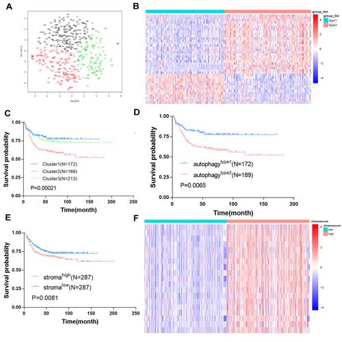 Figure 1 Identification of autophagy and stroma status and autophagy-stroma-related DEGs. (A) Dot plot for three distinct clusters identified by t-SNE algorithm based on 152 autophagy hallmark genes. (B) Heatmap showing expression profiles for autophagy-related DEGs with comparison between type1 and type2 groups. (C) Kaplan–Meier plot of overall survival for patients in three clusters. (D) Kaplan–Meier plot of overall survival for patients in type1 and type2 clusters. (E) Kaplan–Meier plot of overall survival for patients in high-stroma and low-stroma groups. (F) Heatmap showing expression profiles for stroma-related DEGs with comparison between high-stroma and low-stroma groups.