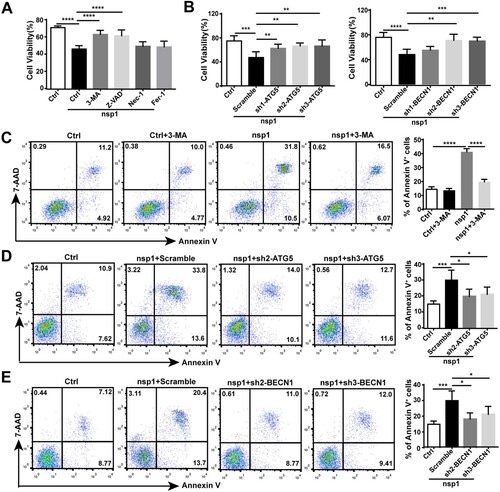 Figure 6. nsp1-induced autophagy impairs cell viability. (A) HEK 293 T cells were transfected with the indicated plasmids in the presence or absence of 3-MA, Z-VAD, Nec-1, and Fer-1 for 36 h; the cell viability was determined by CCK8 assay. (B) The indicated plasmids were transfected into Scramble- or ATG5/BECN1-knockdown HEK 293 T cells. After 36 h, the cell viability was determined by CCK8 assay. (C) HEK 293 T cells were transfected with the indicated plasmids in the presence or absence of 3-MA, and the apoptosis rate was determined by flow cytometry. The indicated plasmids were transfected into Scramble- or (D) ATG5/(E) BECN1-knockdown HEK293T cells for 36 h, and the apoptosis rate was determined by flow cytometry. Data are presented as the mean ± SEM from at least three independent experiments (*p < 0.05, **p < 0.01, ***p < 0.001, and ****p < 0.001).