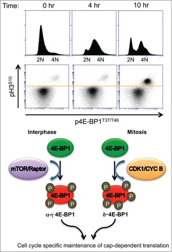 Figure 1. CDK1 in mitotic cells hyperphosphorylates 4E-BP1, the key checkpoint for cap-dependent translation. This figure shows increasing 4E-BP1 phosphorylation in double-thymidine arrested cells at time 0 and are synchronized to maximally enter mitosis at 10 hours.