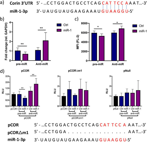 FIG 4 miR-1 negatively regulates corin expression through binding to a site in the 3′ UTR. (a) Representation of the predicted miR-1-3p target site (red letters) in the 3′ UTR of corin mRNA. (b) Relative expression of CORIN in iPS-CM transfected with pre-miR-1 or anti-miR-1 measured by qRT-PCR. Results are derived from three separate experiments. Data are normalized to the expression of GAPDH and expressed relative to the mean value for the respective control group. **, P < 0.01, using Student’s t test. (c) Membrane expression of corin in iPS-CM transfected with pre- or anti-miR-1 analyzed with flow cytometry. Cells were stained with a corin antibody, and the mean fluorescence intensity (MFI) in the FL-2 channel was measured. Data are derived from three separate experiments. *, P < 0.05 using Student’s t test. (d) A reporter plasmid with the 3′ UTR of corin cloned downstream from the Gaussia luciferase gene (pCOR) was cotransfected with pre- or anti-miR-1 (or corresponding controls) in iPS-CM, and the luminescence signal was measured after 72 h. The signal from the passive reporter gene, encoding SEAP, was used for normalization of the luciferase signal. The results are derived from three separate experiments. **, P < 0.01, using Student’s t test. The reporter assay was repeated with a plasmid in which the predicted miR-1 target site had been deleted by site-directed mutagenesis (pCORΔm1) or with an empty reporter vector (pNull).