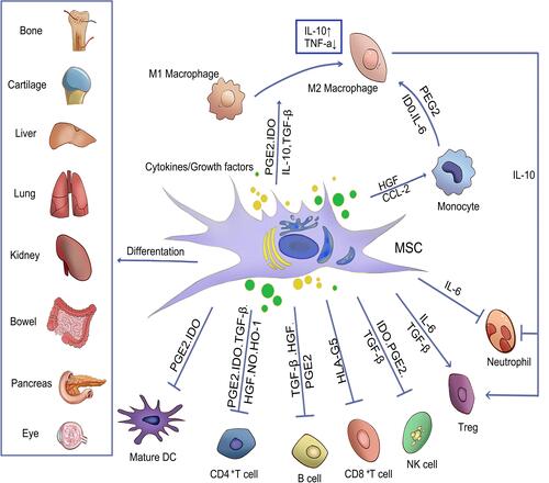 Figure 3 The mechanism of MSCs in an inflammatory environment. Arrows indicate activation or induction, and T-bars indicate inhibition. MSCs that differentiate into different lineages of cells and regenerate damaged tissues can inhibit T cells, B lymphocytes, neutrophils, natural killer cells (NK cells) and mature DC cells by secreting cytokines or growth factors, so as to regulate inflammation and promote the transformation of monocytes and M1 macrophages into M2 macrophages. At the same time, IL-10 produced by M2 macrophages can promote the formation of Treg and reduce the migration of neutrophil tissue.