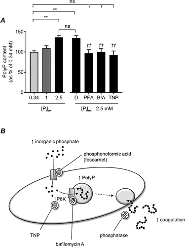 Figure 2. Regulation of PolyP levels by high [Pi]ex.