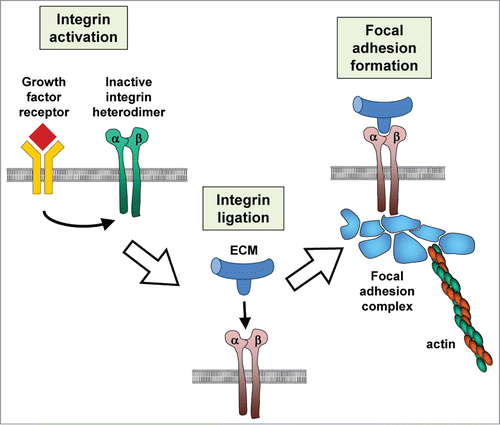 Figure 1. Integrin activation. Stimulation of cellular signaling pathways can lead to increased affinity for binding sites in the ECM. Integrin ligation to the ECM triggers assembly of cytoplasmic molecules that can lead to focal adhesion complex formation and connection to the actin cytoskeleton
