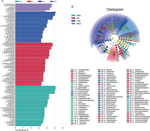 Figure 8 Significance analysis of intestinal microflora species level in ApoE−/− diabetic mice with different carbohydrate contents after intervention. KD group: ketogenic diet group (n=6); LCD group: low-carbohydrate diet group (n=6); MCD group: medium carbohydrate diet group (n=5); HCD group: high-carbohydrate diet group (n=5) (A) Species level LEfSe algorithm analysis of gut microbiota of diabetic ApoE−/− mice under four different carbohydrate diets; (B) Species level LEfSe algorithm analysis of gut microbiota in ApoE−/− mice treated with four different carbohydrate diets.