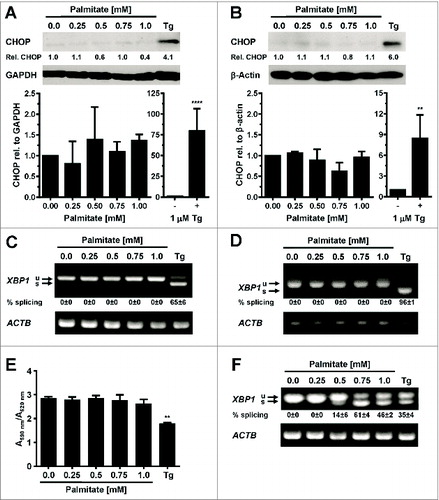 Figure 2. Palmitate does not induce CHOP protein expression or XBP1 splicing in adipocytes. (A and B) CHOP expression in in vitro differentiated (A) 3T3-F442A adipocytes and (B) 3T3-L1 adipocytes exposed to the indicated concentrations of palmitate complexed to BSA for 48 h. Relative (rel.) CHOP signals were corrected for the loading controls GAPDH or β-actin. The bar graphs show the average and standard error of three independent repeats. Differences are not statistically significant (p = 0.42 for 3T3-F442A adipocytes and p = 0.10 for 3T3-L1 adipocytes in a repeated measures ANOVA test that compares the treated samples to the untreated sample. Equal variabilities of the differences were assumed for the treated and untreated samples and Dunnett's correction for multiple comparisonsCitation112,113 was used). 1 μM thapsigargin (Tg) was used as a positive control for induction of ER stress. Thapsigargin-treated samples were compared to untreated samples using a two-tailed, unpaired t-test. (C and D) XBP1 splicing in in vitro differentiated (C) 3T3-F442A adipocytes and (D) 3T3-L1 adipocytes incubated for 48 h with the indicated concentrations of BSA-complexed palmitate. % splicing indicates the percentage of spliced XBP1 mRNA, for which the average and standard error of three independent experiments are shown. Abbreviations: u—unspliced XBP1 mRNA, s—spliced XBP1 mRNA. (E) MTT assay on in vitro differentiated 3T3-F442A adipocytes incubated for 48 h with the indicated concentrations of BSA-complexed palmitate. A repeated measures ANOVA test was used to compare the treated samples to the untreated sample. Equal variabilities of the differences were assumed for the treated and untreated samples and Dunnett's correction for multiple comparisonsCitation112,113 was applied. (F) XBP1 splicing in 3T3-F442A preadipocytes incubated for 12 h with the indicated concentrations of BSA-complexed palmitate. Abbreviations: * – P < 0.05, ** – P < 0.01, *** – P < 0.001, and **** – P < 0.0001.