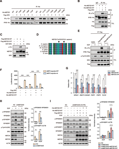 Figure 6. SRC-mediated tyrosine phosphorylation of MEF2D is required for transcriptional activity of MEF2D and in regulation of MTORC1 activity. (A) His-tagged MEF2D-WT or MEF2D mutant constructs (mutation of Tyr33, 57, 69, 72, 117, 131, 225, 333, 337 and 478 residues) were co-transfected with or without Flag-tagged SRC in HEK293T cells for 24 h. Cells were lysed and subjected to immunoprecipitation against His-tag, followed by immunoblotting with p-tyr antibody. (B) HEK293T cells transfected His-tagged MEF2D-WT or MEF2D-3YF mutants with or without Flag-tagged SRC were lysed and subjected to immunoprecipitation against His-tag, followed by immunoblotting with indicated antibodies. (C) Flag-tagged MEF2D-WT or its 3YF mutant protein purified from HEK293T cells was incubated with commercial active GST-tagged SRC kinase in a kinase assay buffer, followed by immunoblotting with p-tyr antibody. (D) sequence alignment of the residues flanking across different species. Black arrowheads point to the tyrosine residues corresponding to the Tyr333 and tyr 337 residues in human MEF2D. (E) HeLa cells that transfected with Flag-tagged MEF2D-WT or MEF2D-3YF were maintained in a serum free medium for 4 h, followed with or without EGF treatment. Cell lysates were prepared and immunoprecipitation were analyzed by immunoblotting. (F) luciferase assay was performed in depletion of both MEF2A and MEF2D HeLa cells after co-transfection of indicated expression plasmids and wild-type (MEF2 reporter-WT) or mutated (MEF2 reporter-mt) luciferase reporter plasmids for 24 h. (G) qRT-PCR analysis was performed in MEF2A and MEF2D double-knockdown HeLa cells that reconstructed with MEF2D-WT or MEF2D-3YF. The mRNA levels of FNIP1, FNIP2, FLCN, NR4A1, ZMAT4 and DAAM1 were shown. (H) MEF2A and MEF2D double-knockdown HeLa cells were starved with serum for 4 h and then treated with EGF for 3 h before immunoblotting analysis of the activation of MTORC1 with indicated antibodies. Right plots show phosphorylated p-RPS6KB1:RPS6KB1 (top), p-EIF4EBP1:ACTB (bottom) ratios. (I) MEF2A and MEF2D double-knockdown HeLa cells that transfected with indicated plasmids were subjected to serum starvation for 4 h and restimulated with EGF for 3 h. MTORC1 activity was analyzed similarly to (H). Right plots show phosphorylated p-RPS6KB1:RPS6KB1 (top), p-EIF4EBP1:ACTB (bottom) ratios. Data are presented as the mean ± S.E.M. (n = 3 independent experiments. two-sided Student’s t-test for H, one-way ANOVA for I, *P < 0.05, **P < 0.01, ***P < 0.001).