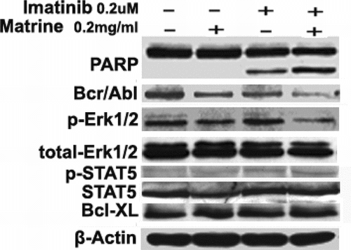 Figure 3 Western blots of several protein levels of bcr/abl mediating signal transduction pathways. Combined treatment increased PARP cleavage and downregulated protein levels of bcr/abl and phospho-Erk1/2 but did not alter those of phospho-STAT5, bcl-xL, total-Erk, and total-STAT5. Each experiment was repeated two times, and similar results were obtained