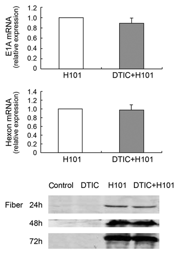 Figure 5. Effect of co-treatment on adenoviral DNA replication in SP6.5 cells. (A) Viral early gene E1A expression was detected by q-PCR 24 h post-treatment with H101 or DTIC + H101. (B) Viral late gene Hexon expression was detected by q-PCR 72 h post-treatment with H101 or DTIC + H101. For comparison, the E1A and Hexon expression after H101 treatment was defined as 1. The results are representative of three independent experiments. (C) Western blot analysis of viral late protein Fiber expression 24, 48 and 72 h after DTIC, H101, and DTIC + H101 treatment.