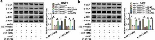 Figure 7. Circ_0006677 mediated the MEK/ERK via the miR-1245a/SATB2 axis. (a and b) Western blotting analysis of the protein levels of t-MEK, p-MEK, t-ERK, and p-ERK in NSCLC cells with vector, circ_0006677, circ_0006677+ miR-NC, circ_0006677+ miR-1245a, miR-1245a+sh-NC, or circ_0006677+ SATB2. *P < 0.05.