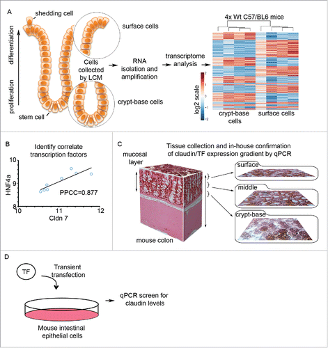 Figure 1. Transcriptome analysis of spatially distinct epithelial cell populations in mouse colon. (A) Schematic of the colonic epithelial monolayer lining the gut. Two cell regions were compared, crypt-base cell populations containing the proliferative compartment and differentiated surface cells. Cells were extracted sequentially using laser capture microscopy (LCM, n = 4/sample). RNA was then converted to cDNA and amplified. Subsequent microarray analysis identified spatially distinct gene expression patterns between surface and crypt-base cell populations. (B) Perform Pearson Product-Moment Correlation Coefficient (PPCC) to identify transcription factors that correlate with claudin gene expression. (C) Schematic of colonic mucosa sectioning method for subsequent confirmation of graded gene expression. (D) Transcription factors of interest were overexpressed in mouse intestinal cells, which were subsequently harvested for gene expression analysis and chromatin immunoprecipitation (ChIP).
