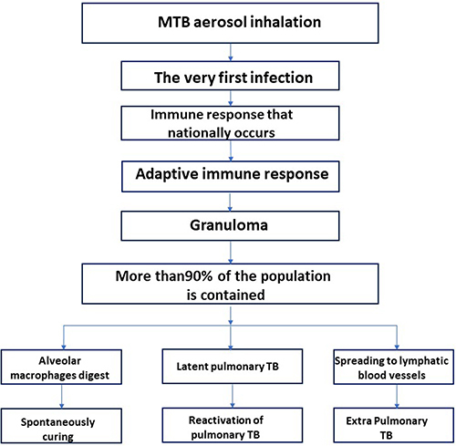 Figure 2 Pathogenesis of tuberculosis.